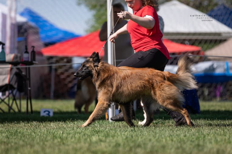 Faro, a Belgian Shepherd tested with EmbarkVet.com