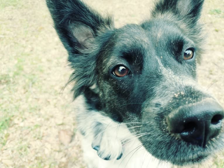 Kodi, a Chow Chow and American Pit Bull Terrier mix tested with EmbarkVet.com