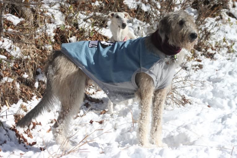 Mouton, an Irish Wolfhound tested with EmbarkVet.com