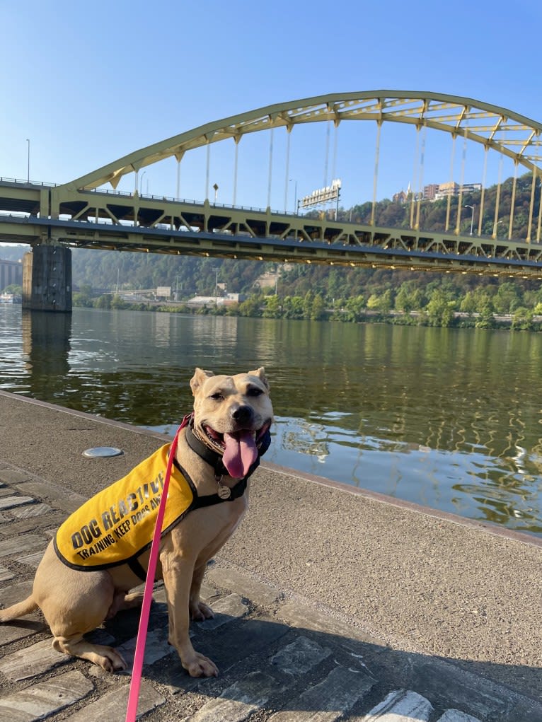 Winnie, an American Pit Bull Terrier tested with EmbarkVet.com