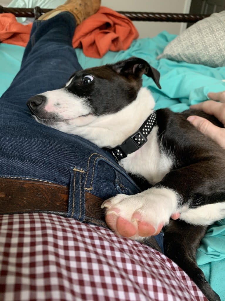 Bessie Doogie, a Rat Terrier and Labrador Retriever mix tested with EmbarkVet.com