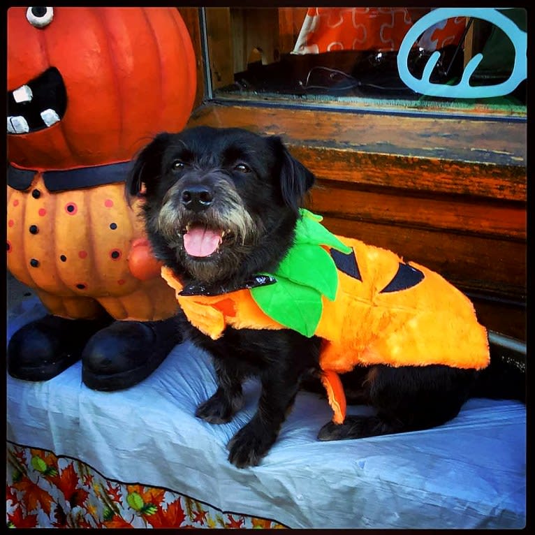 Little Bear, an Australian Cattle Dog and Shih Tzu mix tested with EmbarkVet.com