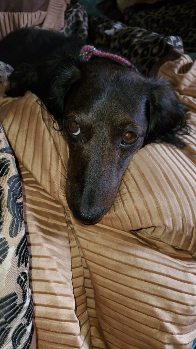 Maggie, a Dachshund tested with EmbarkVet.com