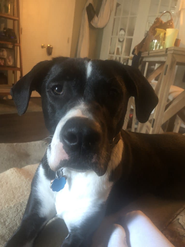 Dutch, an American Pit Bull Terrier and Australian Shepherd mix tested with EmbarkVet.com