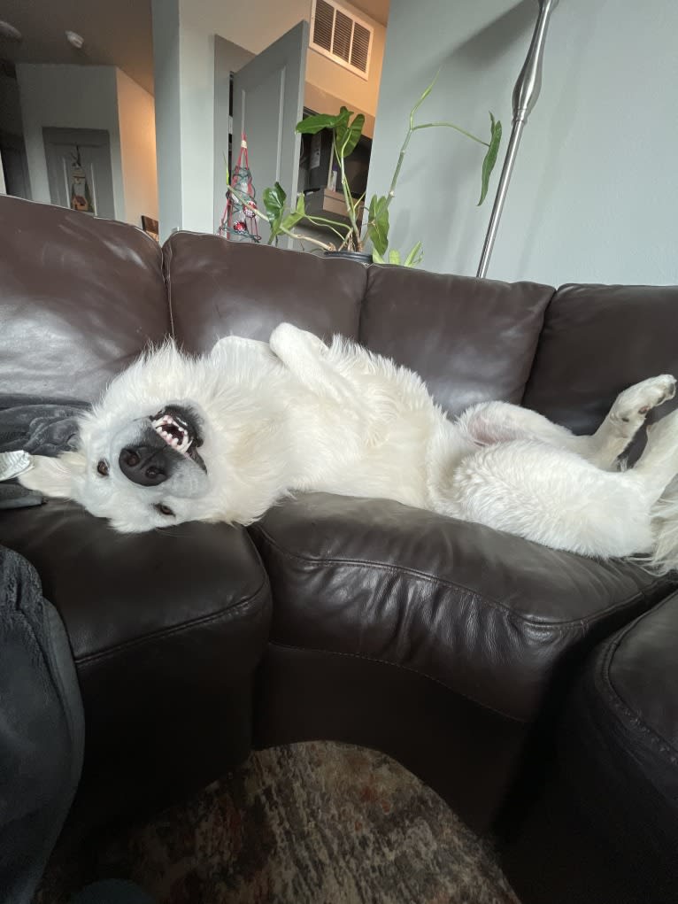 Looney “Chik’in Mini Bandit” Bear, a Great Pyrenees tested with EmbarkVet.com