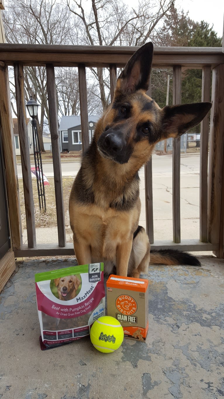 Ava Lynch, a German Shepherd Dog tested with EmbarkVet.com