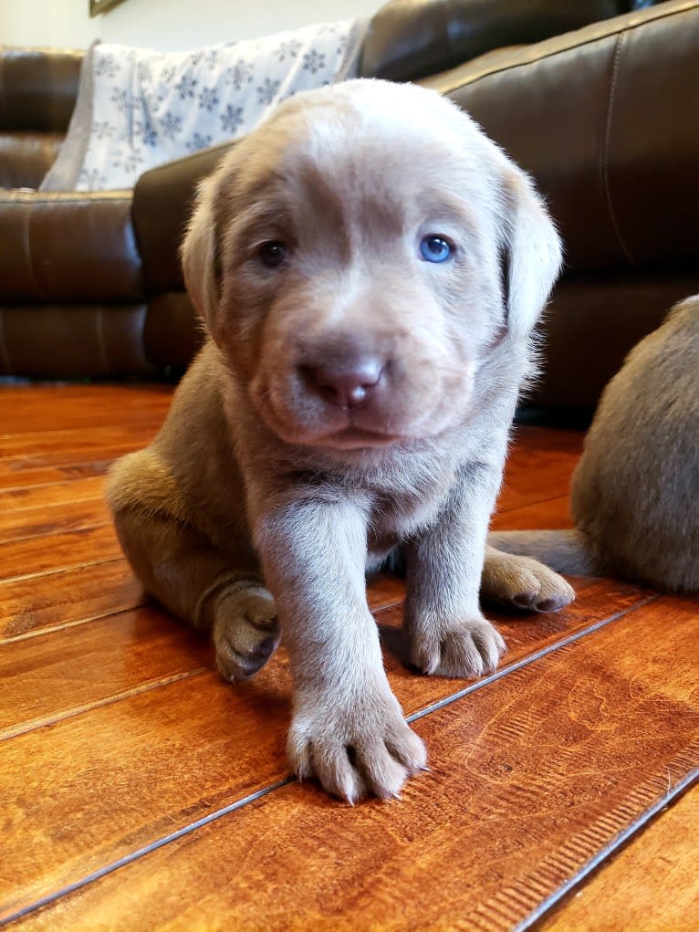 Jordy, a Labrador Retriever tested with EmbarkVet.com