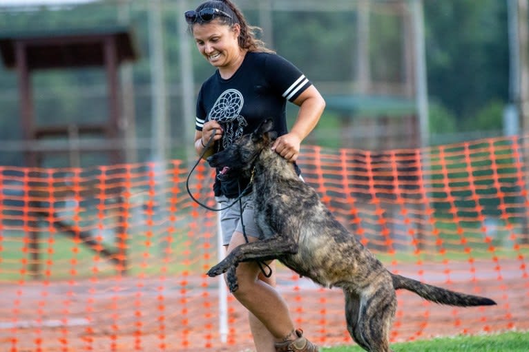 Jinx Van Patriot, a Dutch Shepherd and German Shepherd Dog mix tested with EmbarkVet.com