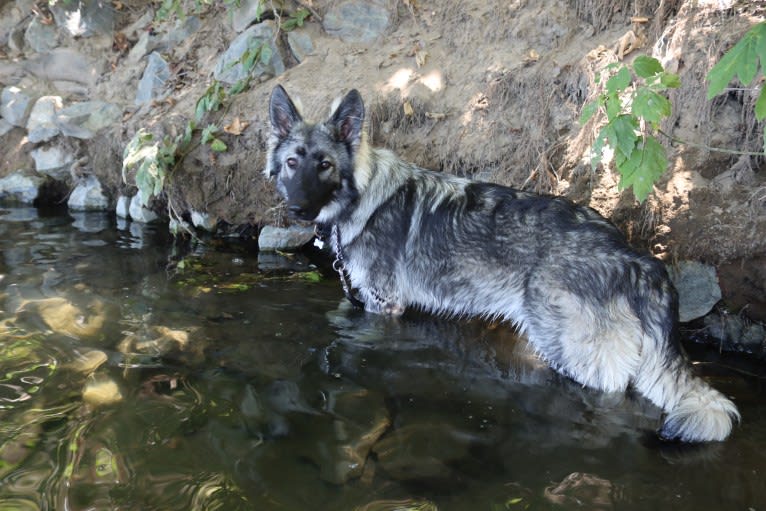 XENA, a White Shepherd tested with EmbarkVet.com