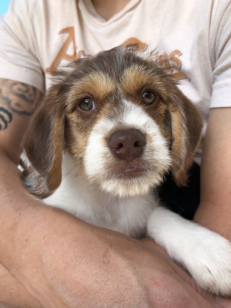 Fen, a Beagle and Chihuahua mix tested with EmbarkVet.com