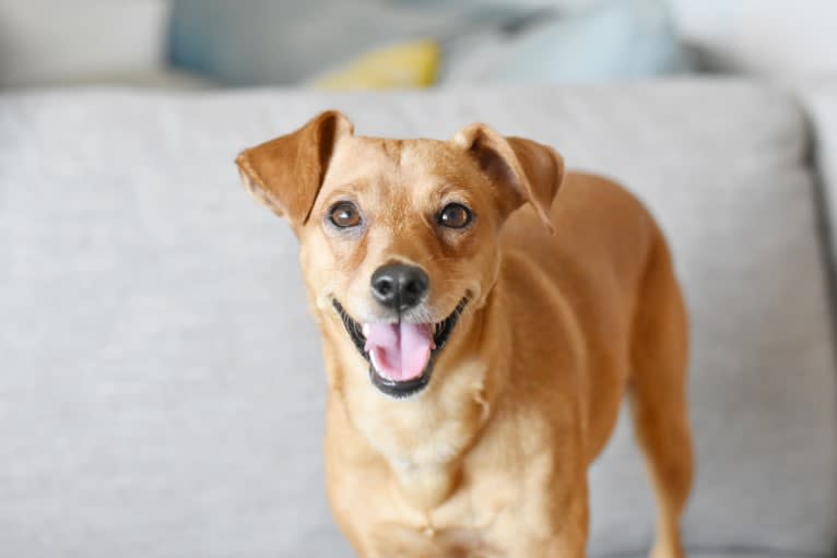 Jack, a Miniature Pinscher and Poodle (Small) mix tested with EmbarkVet.com