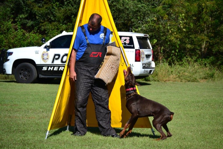 Enzo, a Doberman Pinscher tested with EmbarkVet.com