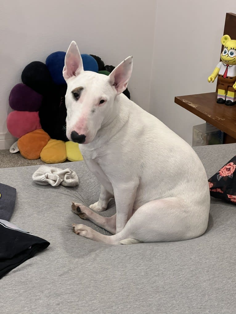 Rosie, a Bull Terrier tested with EmbarkVet.com