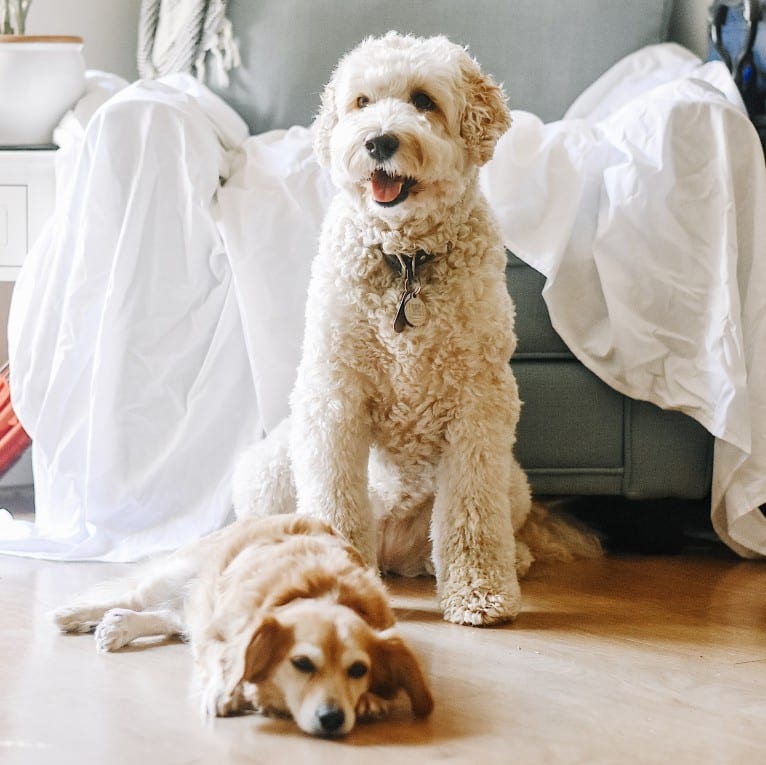 Laika, a Poodle (Standard) and Labrador Retriever mix tested with EmbarkVet.com