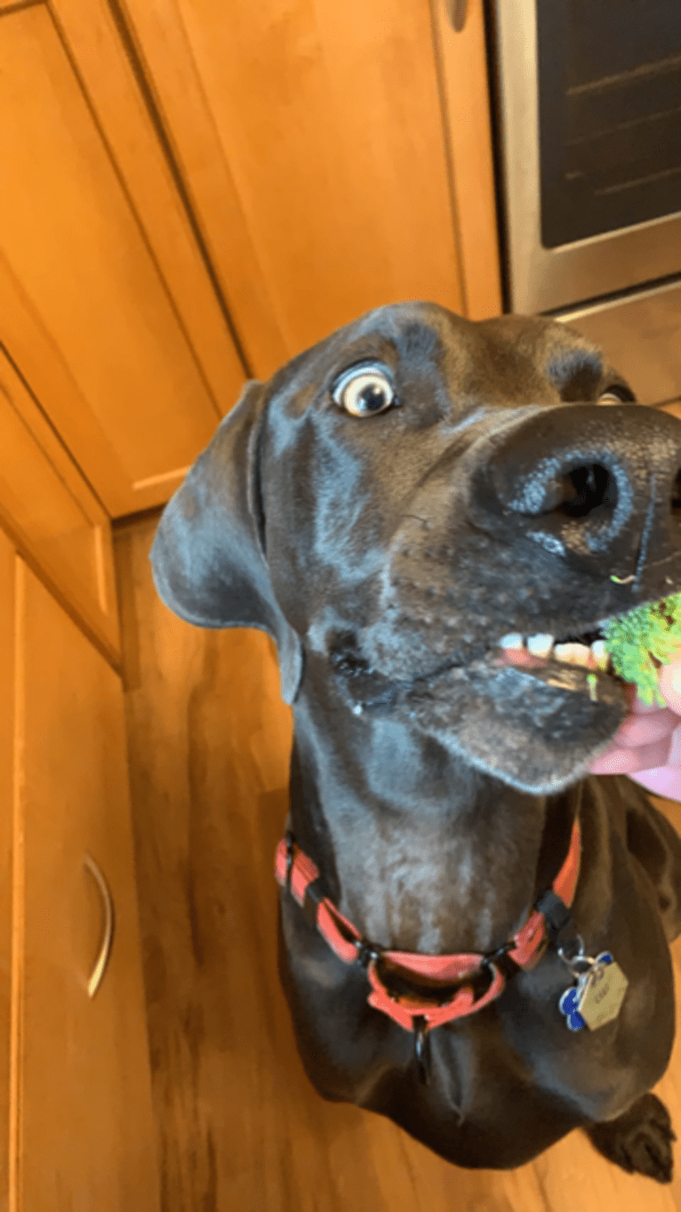 Knox, a Weimaraner tested with EmbarkVet.com