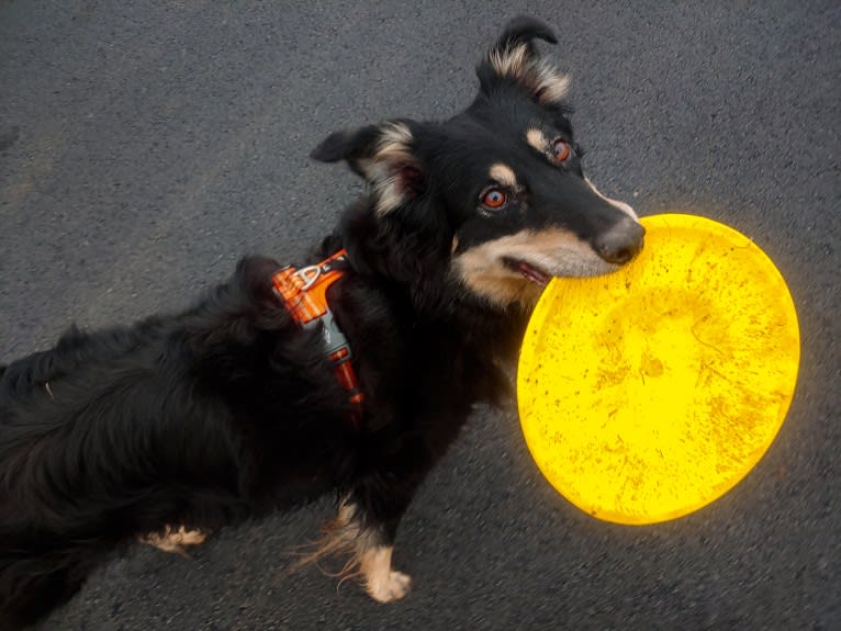 Maple, an English Shepherd tested with EmbarkVet.com