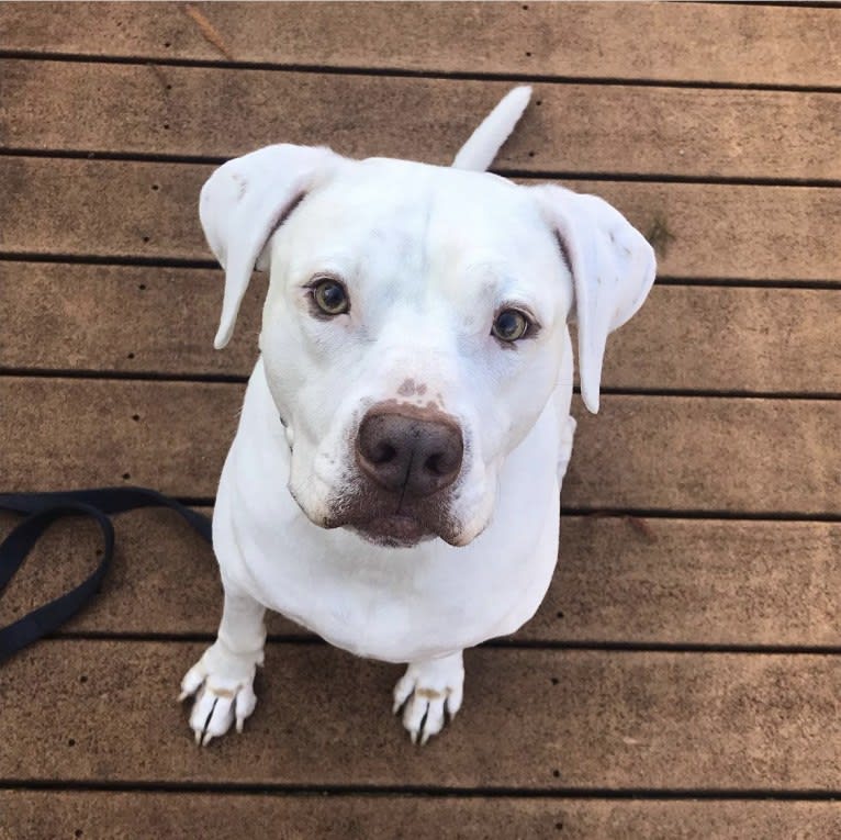 Murphy Lorenzo, an American Pit Bull Terrier and Brittany mix tested with EmbarkVet.com