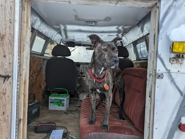 Newton, an American Bulldog and Labrador Retriever mix tested with EmbarkVet.com