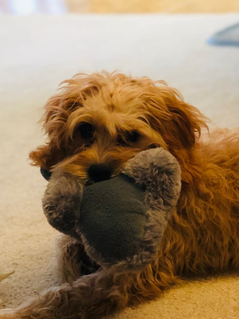 Leo, a Cavapoo tested with EmbarkVet.com