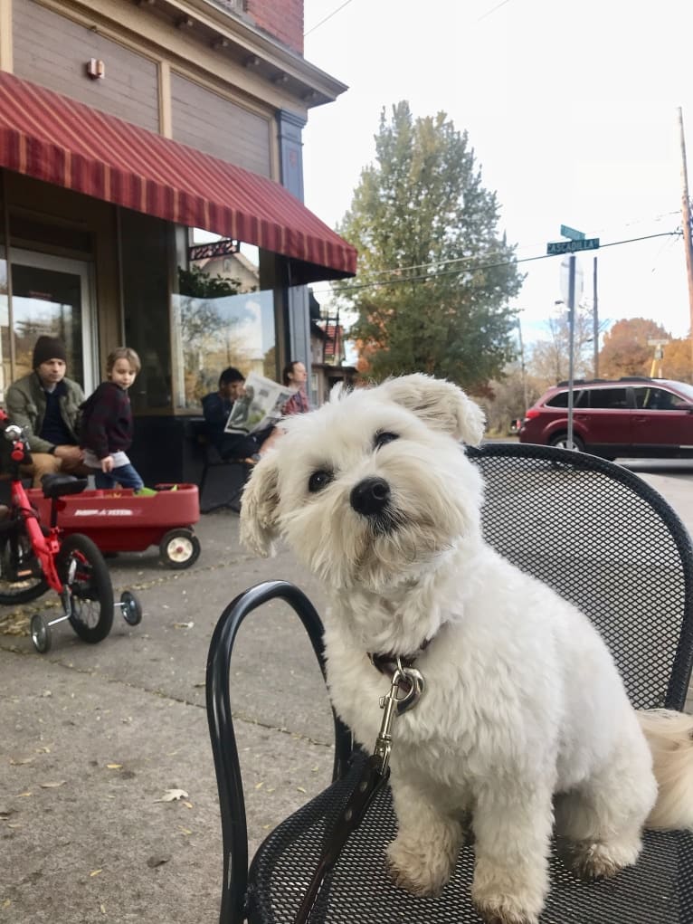 Bastien, a Havanese tested with EmbarkVet.com