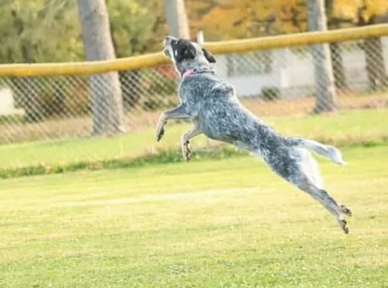 Millie AKA The Masked Millie, an Australian Cattle Dog tested with EmbarkVet.com