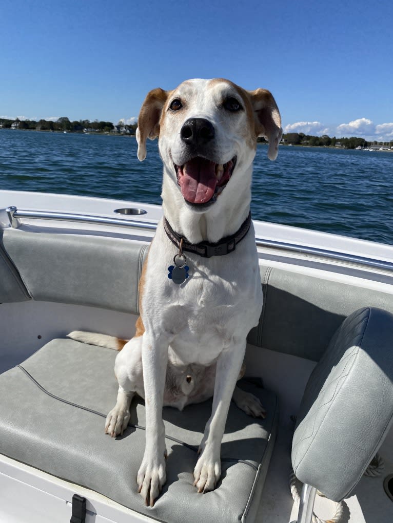 Oti, an American Foxhound and American Pit Bull Terrier mix tested with EmbarkVet.com