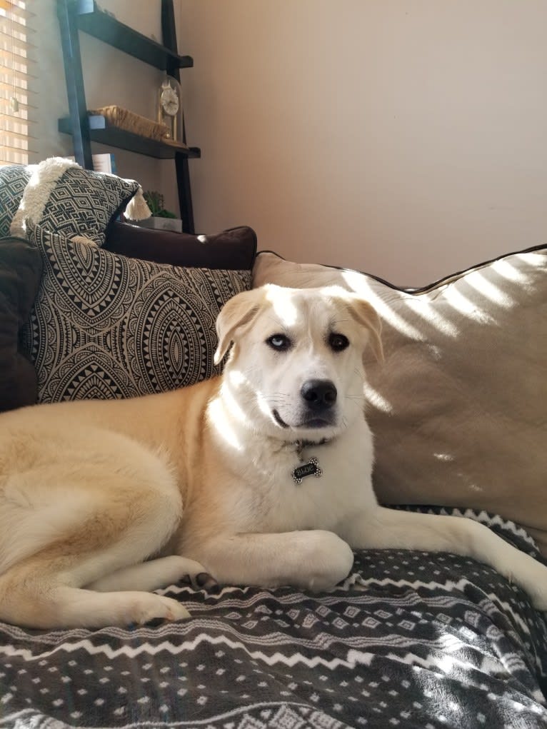 Blue, a Great Pyrenees and Anatolian Shepherd Dog mix tested with EmbarkVet.com