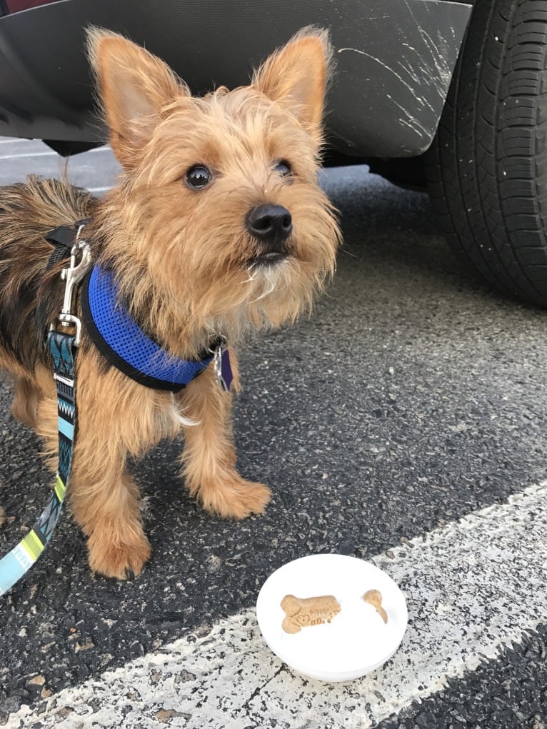 Scrappy, a Silky Terrier and Pomeranian mix tested with EmbarkVet.com