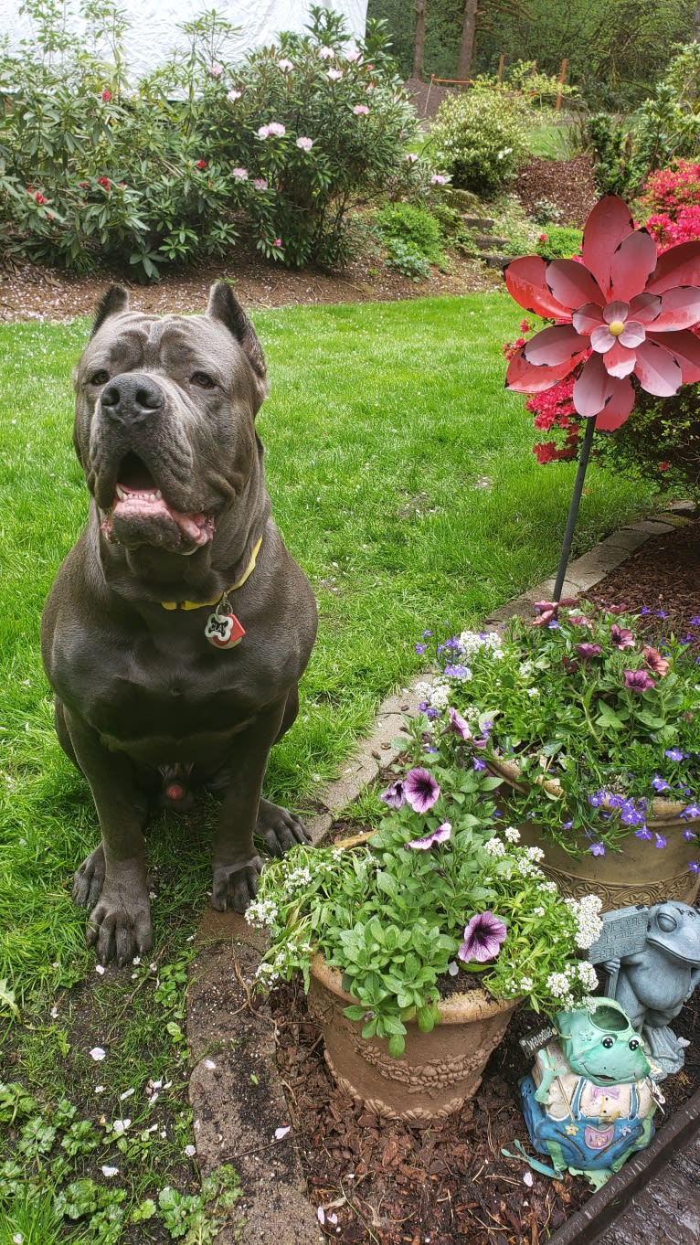 Clay, a Cane Corso and Boerboel mix tested with EmbarkVet.com