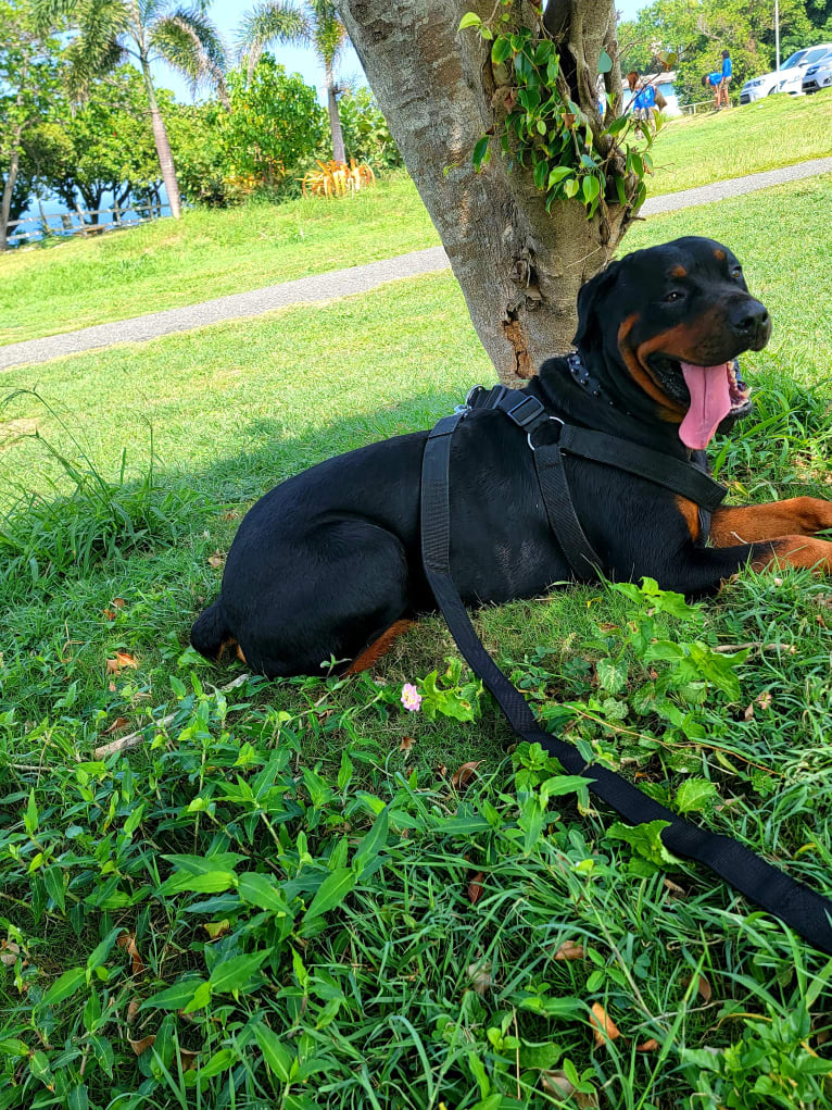 Sky, a Rottweiler tested with EmbarkVet.com