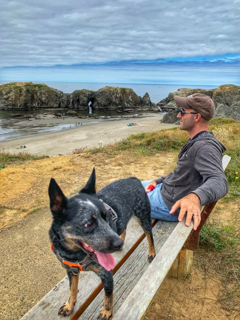 Rush, an Australian Cattle Dog tested with EmbarkVet.com