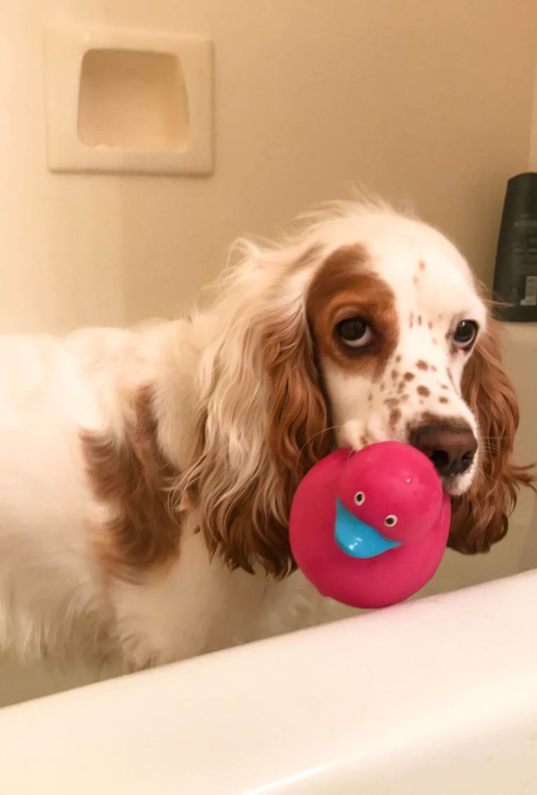 Embark Dog DNA Test - Riesling gallery