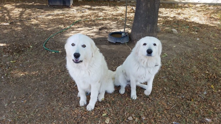 Galadriel, a Maremma Sheepdog tested with EmbarkVet.com