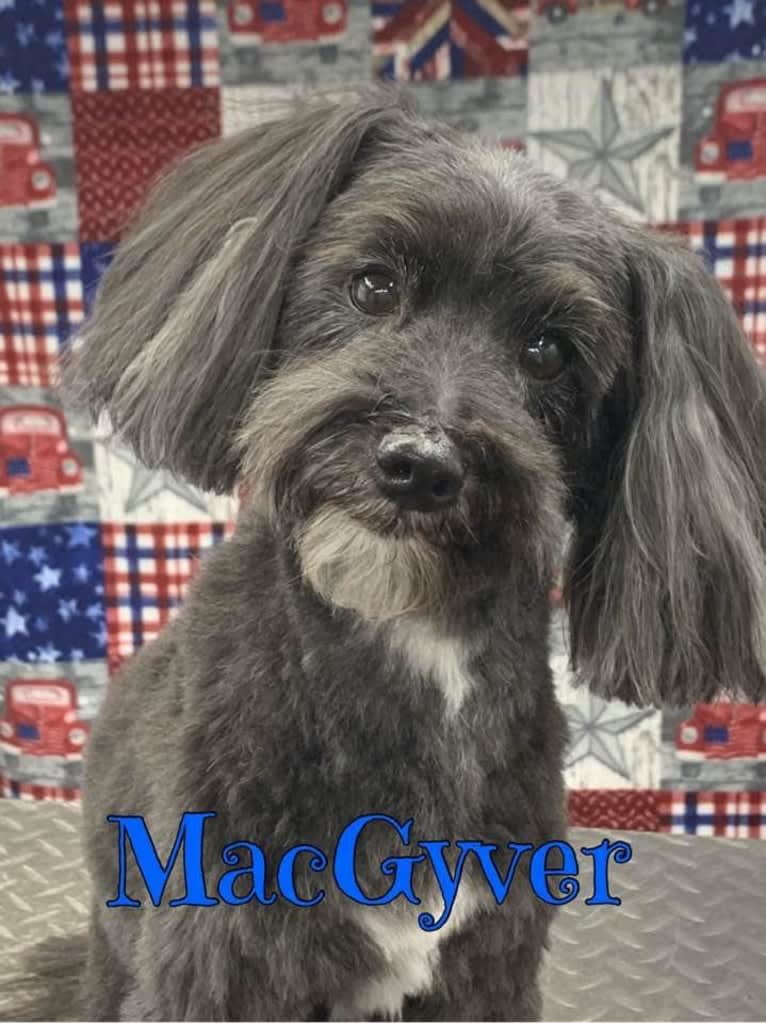 MacGyver, a Havapoo (18.2% unresolved) tested with EmbarkVet.com