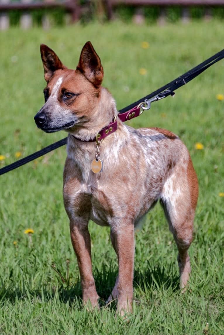 Mango, an Australian Cattle Dog and Chow Chow mix tested with EmbarkVet.com