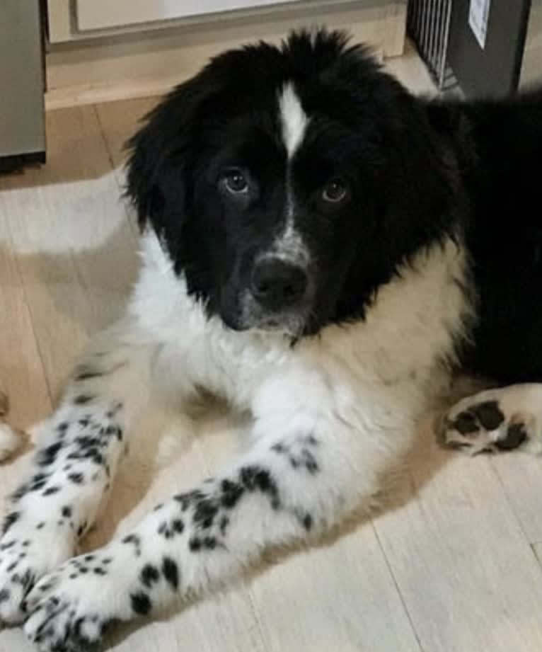 Huey, a Newfoundland tested with EmbarkVet.com