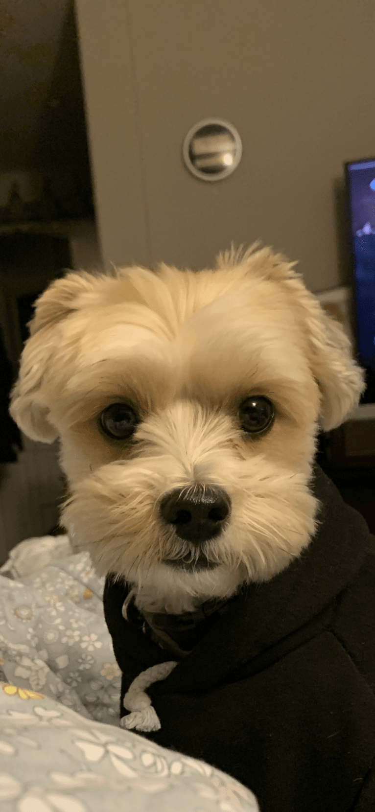 Toby, a Yorkshire Terrier and Poodle (Small) mix tested with EmbarkVet.com