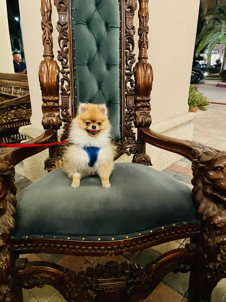 Santino, a Pomeranian tested with EmbarkVet.com