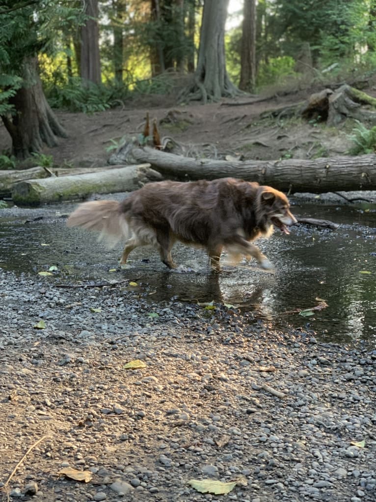 Rosie O'Doggell, an Australian Shepherd and German Shepherd Dog mix tested with EmbarkVet.com