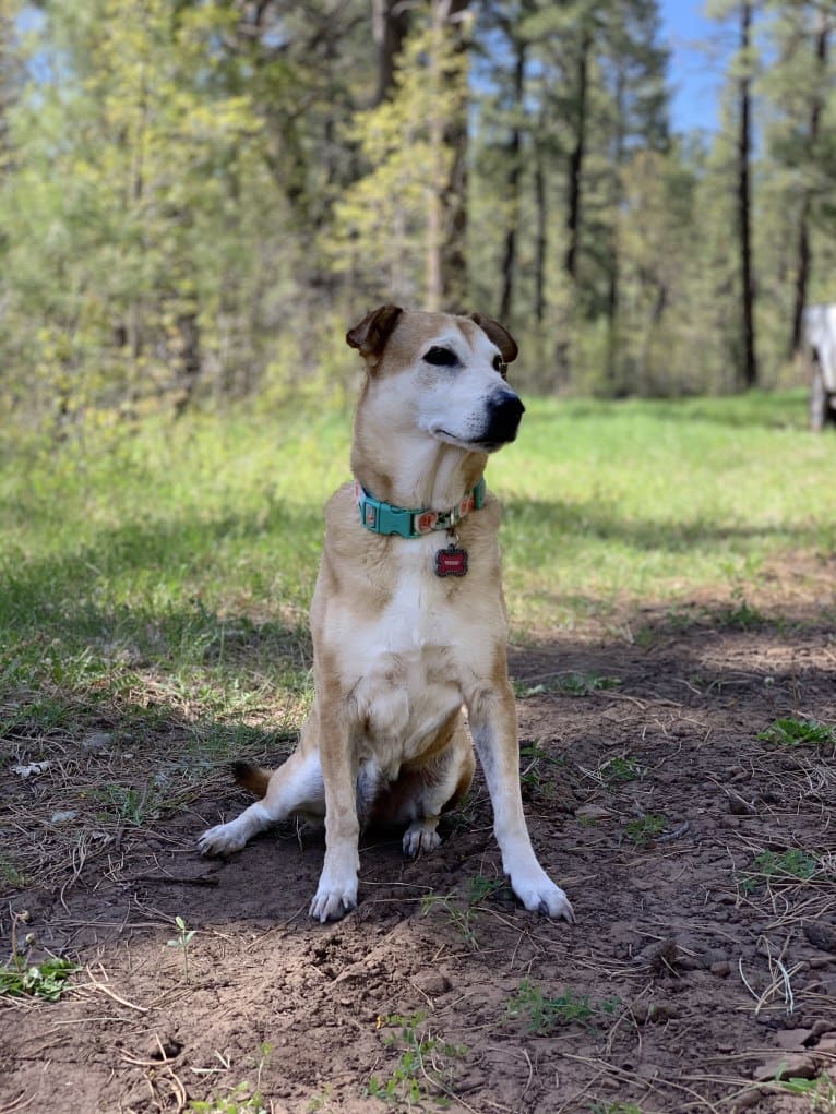 Teagan, an American Pit Bull Terrier and Australian Shepherd mix tested with EmbarkVet.com