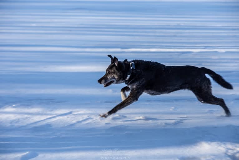 Olia, an European Village Dog tested with EmbarkVet.com