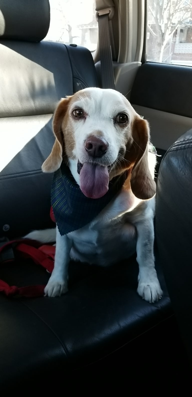 Tucker, a Beagle tested with EmbarkVet.com