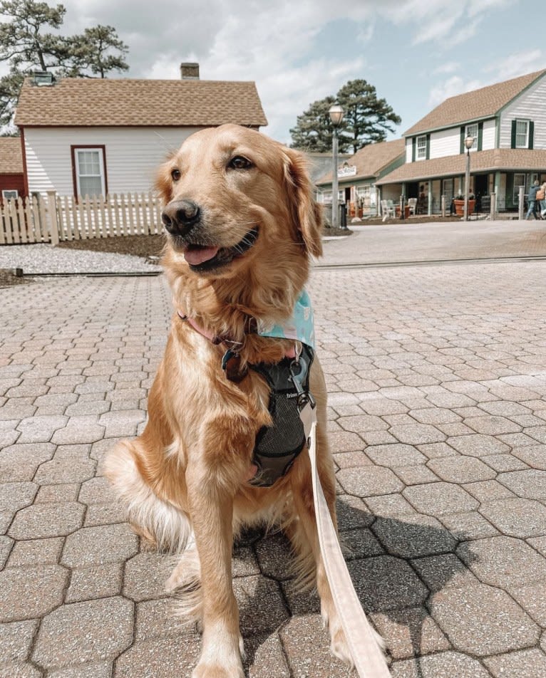 Marley, a Golden Retriever tested with EmbarkVet.com