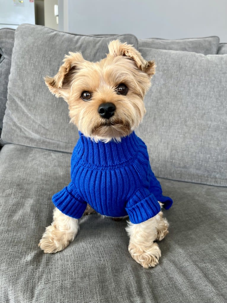 Bentley, a Yorkshire Terrier tested with EmbarkVet.com