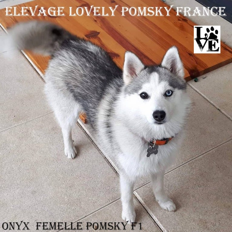 ONYX, a Pomsky (19.7% unresolved) tested with EmbarkVet.com