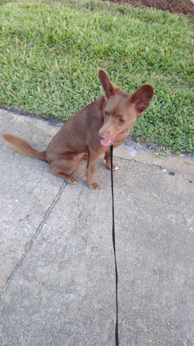 Little Red, a Russell-type Terrier and American Eskimo Dog mix tested with EmbarkVet.com