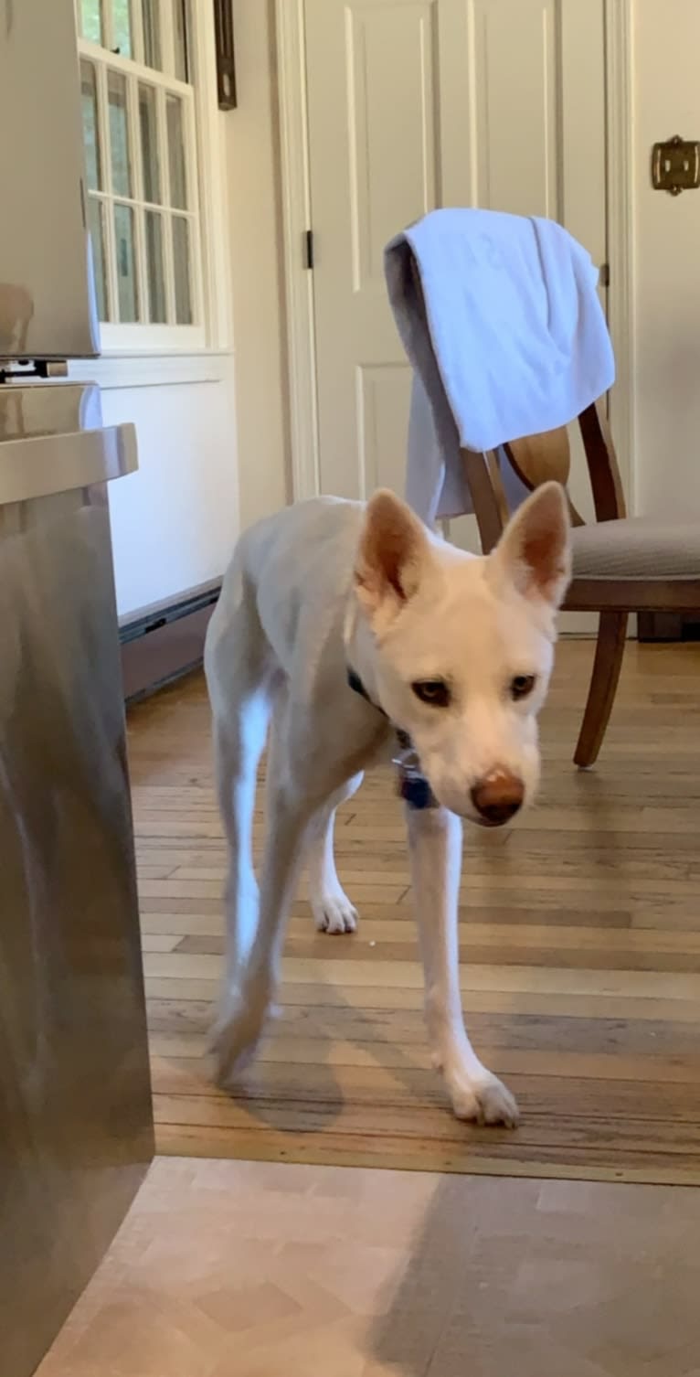 Alaska, a Siberian Husky and Border Collie mix tested with EmbarkVet.com