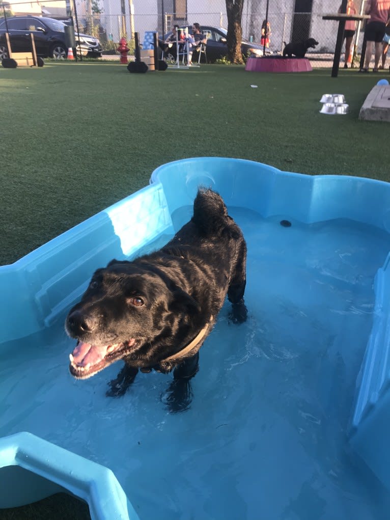 Marlo, a Chinese Shar-Pei and Border Collie mix tested with EmbarkVet.com