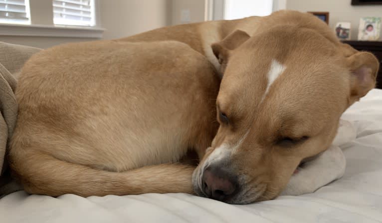 Leo, an American Pit Bull Terrier and Labrador Retriever mix tested with EmbarkVet.com