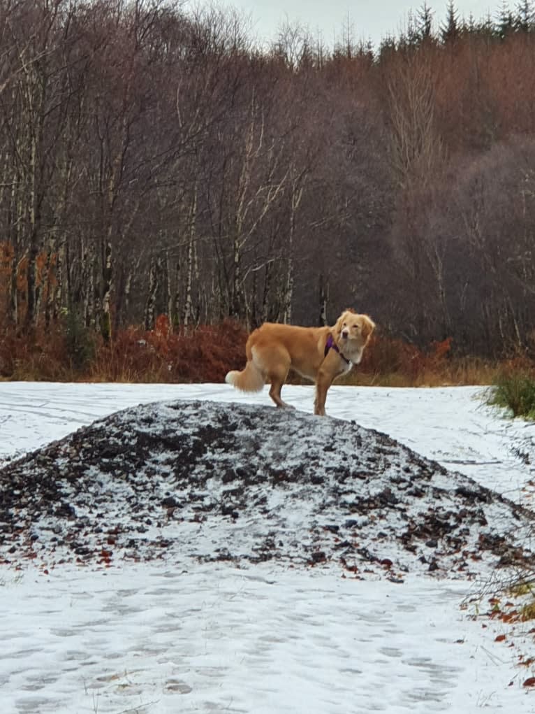 Olive, an Eastern European Village Dog tested with EmbarkVet.com